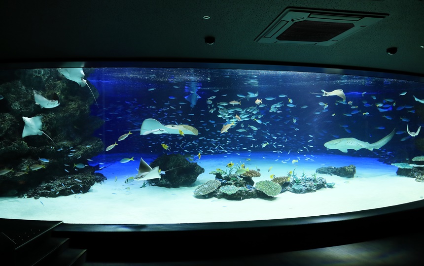 海の中の水族館ヨガ　サンシャイン水族館